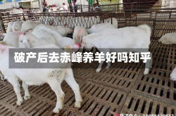 破产后去赤峰养羊好吗知乎