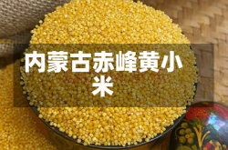 内蒙古赤峰黄小米