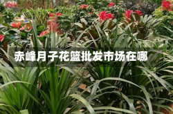 赤峰月子花篮批发市场在哪