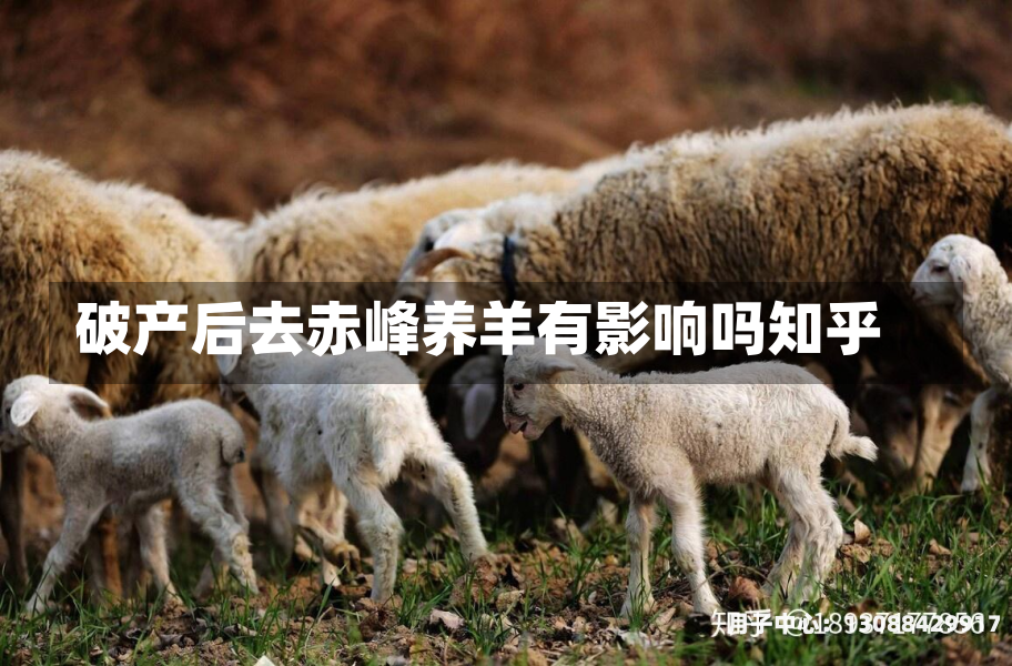 破产后去赤峰养羊有影响吗知乎