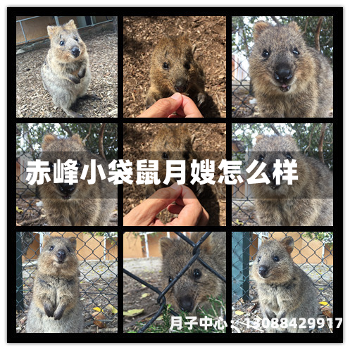 赤峰小袋鼠月嫂怎么样