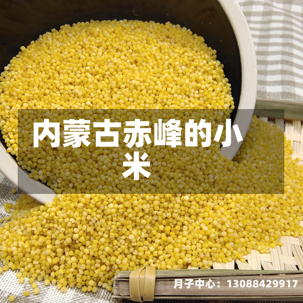 内蒙古赤峰的小米