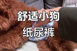 狗狗为什么要带纸尿裤