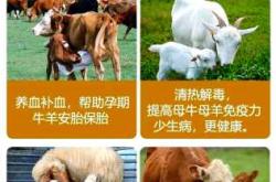 母牛产后胎衣如何处理