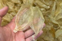 备孕需要天天吃鱼胶吗