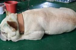 备孕女梦见大黄狗追咬咋回事