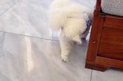 瘫痪狗狗用的尿不湿咋样