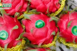 产后能吃红心火龙果吗