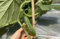 怀孕能生吃黄瓜吗