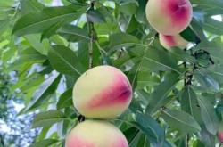 备孕者梦摘甜桃吃？