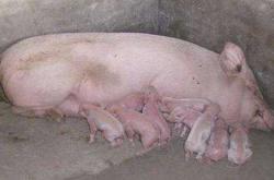 母猪产后不吃食只喝水咋回事