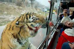 备孕梦到老虎咬人咋回事