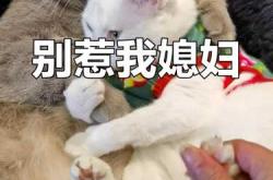 备孕行为会惹媳妇生气吗