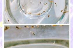 婴儿与鱼的关系是什么