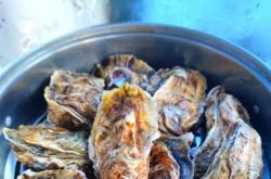 备孕女的能不能吃生蚝