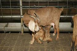 母羊产后该打什么针