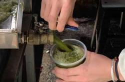 备孕可以喝雷公根汁吗