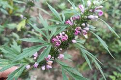 喝益母草影响备孕吗