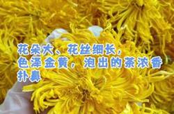 怀孕了能喝菊花茶吗