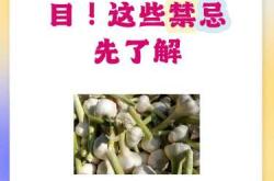 为什么备孕期间不宜吃大蒜头