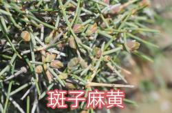 产后能不能吃麻黄