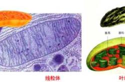 备孕吃红妥运对线粒体有啥用