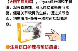 狗狗流产后该如何进行护理