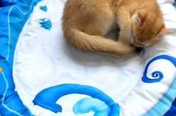 怀孕的猫可以驱虫吗