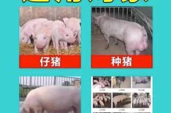 母猪产后咬小猪该怎么解决