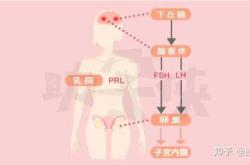 泌乳素降慢备孕可以吗