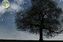 何处有胎教散文在线播放