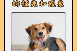 备孕后男人可以养狗吗