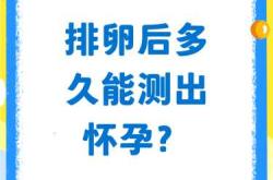 怀孕时还能排卵吗