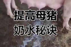 母猪产后不拉屎怎么办