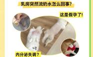 母狗生产后吃什么能催奶