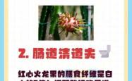 月子里能不能吃火龙果
