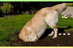 狗狗产后老刨地是为什么