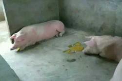 产后两个月外阴坠胀是咋回事