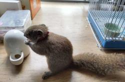 宠物松鼠需要用尿不湿吗