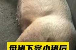 母猪产后吐咋办