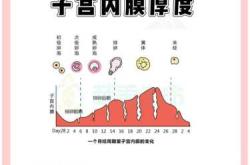 子宫内膜薄能怀孕吗