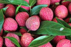 备孕期女生可以吃鲜荔枝吗