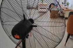 猫儿需要用尿不湿吗