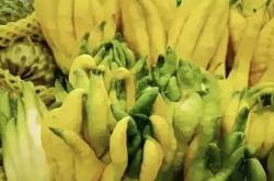 备孕能吃芒果和菠萝吗