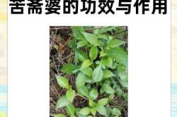 产后调理用什么中药