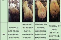 产后母猪怎样科学饲喂