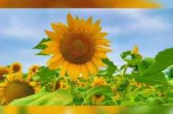 胎教音乐用什么听好