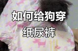 狗狗全包尿不湿怎么选