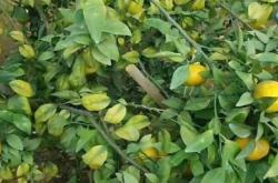 蓝柑橘怀孕要注意什么