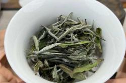 备孕男能喝白茶吗